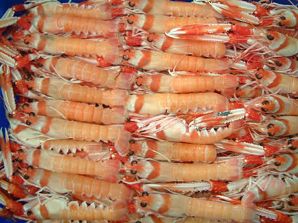 CIGALA 01.jpg